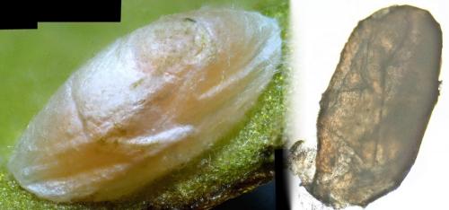 Réf. 206 653 : Cystiphora sonchi